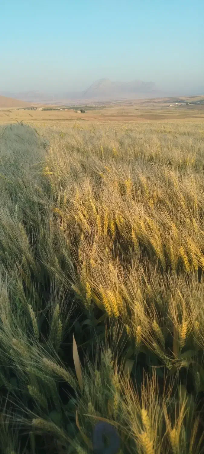 بذر گندم فلکسا تناژ بالا|گل و گیاه طبیعی|الیگودرز, |دیوار