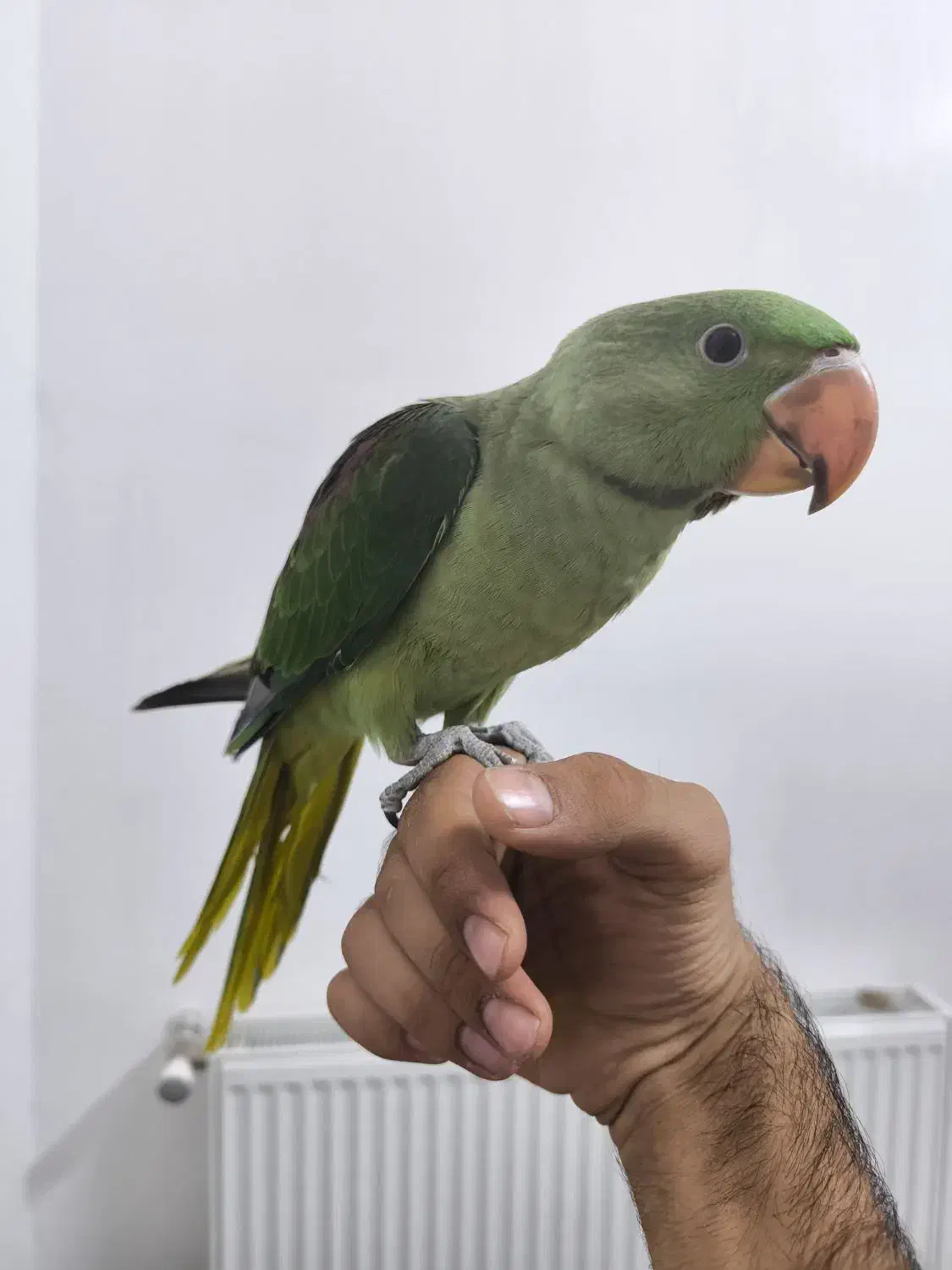 شاه طوطی|پرنده|زرند, |دیوار