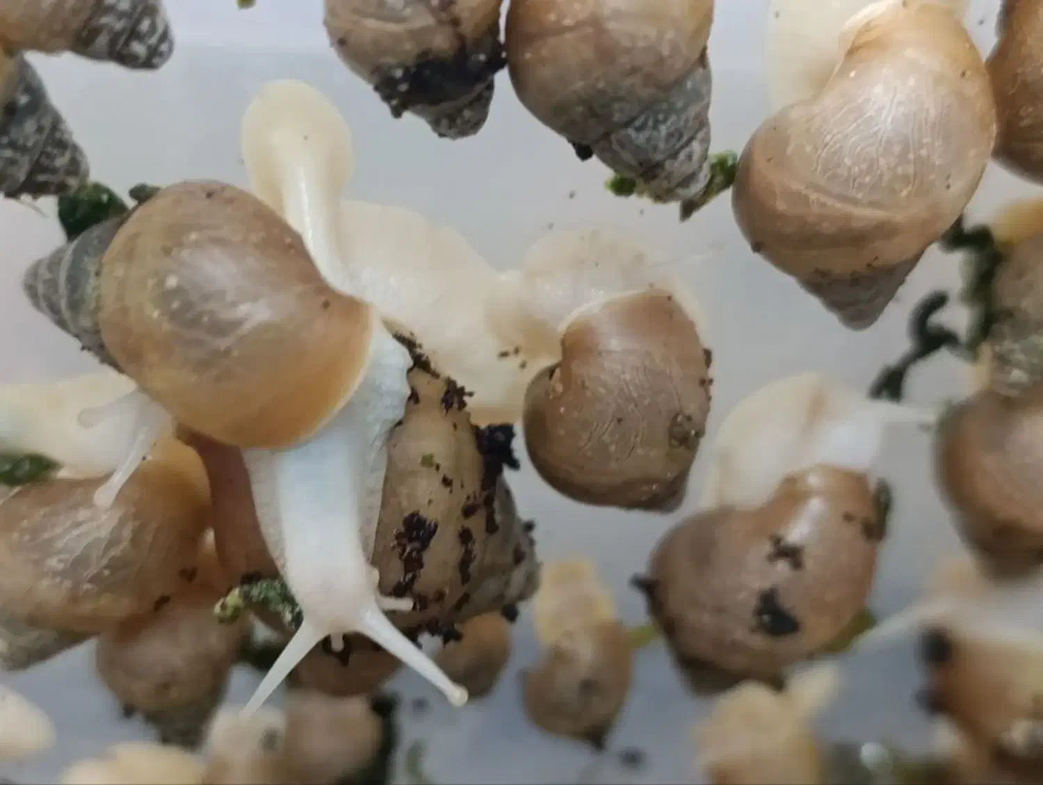 معاوضه حلزون ارایشی|خزنده|بیرجند, |دیوار