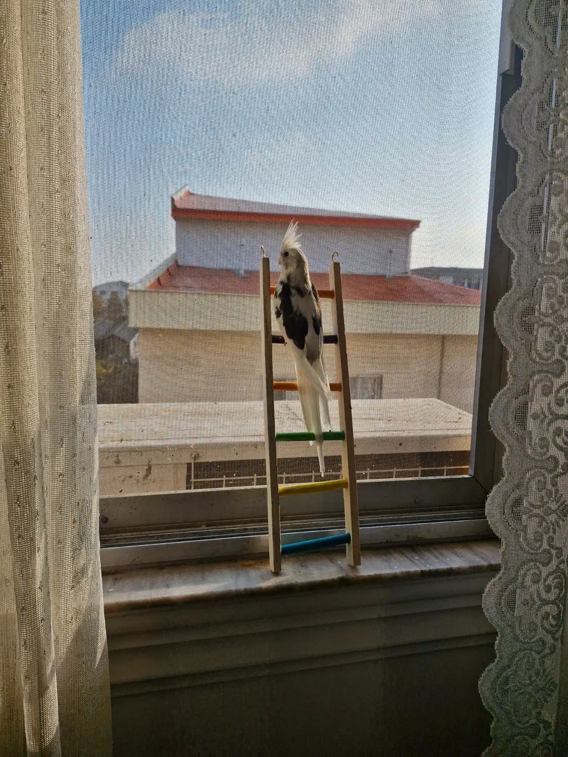 عروس وایت فیس البینو نر ۴ ماهه|پرنده|رشت, حاجی آباد|دیوار