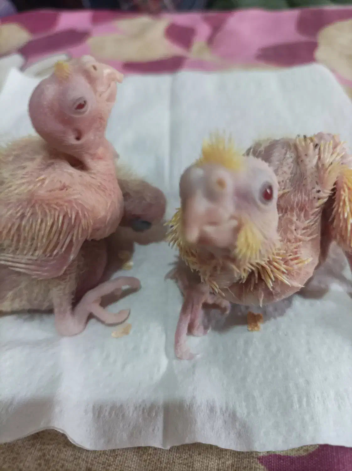 جوجه عروس|پرنده|اندیشه, اندیشه فاز ۱|دیوار