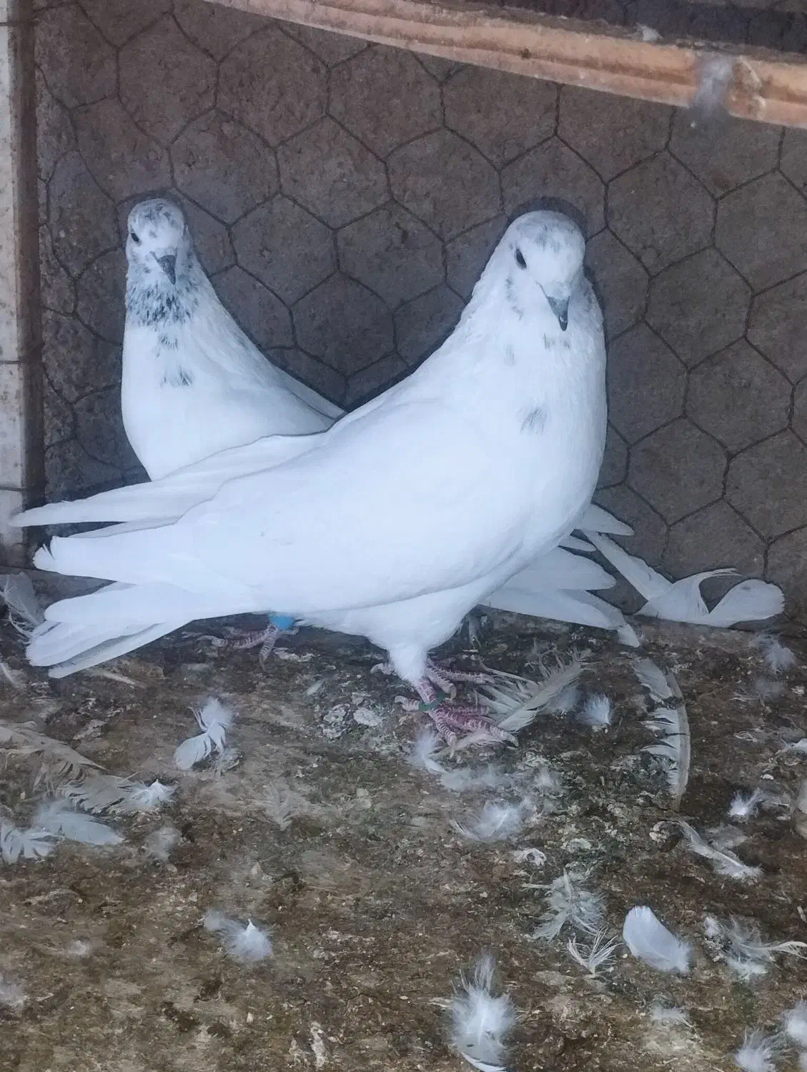 کفتر|پرنده|زارچ, |دیوار