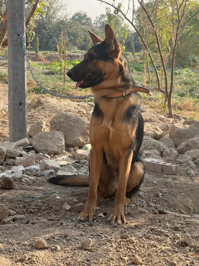 سگ ژرمن ۶ ماهه|سگ|باقرشهر, |دیوار