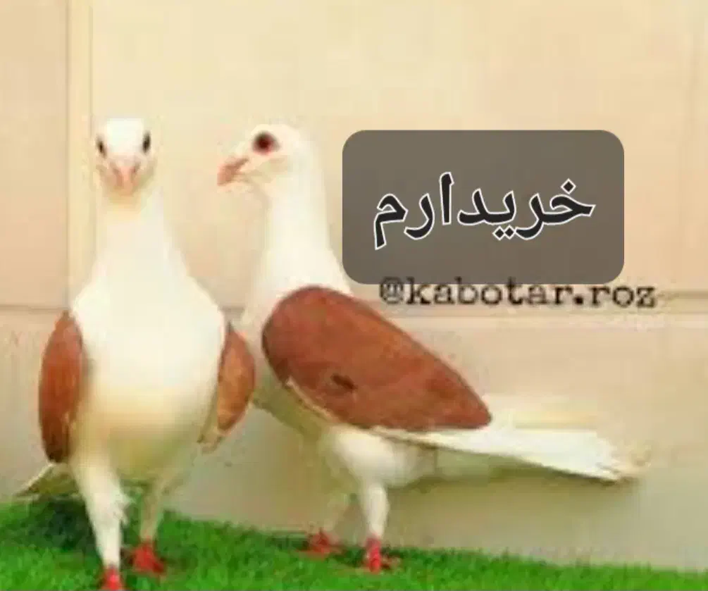 ماده دوکت|پرنده|بهبهان, |دیوار