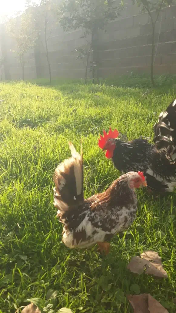 مرغ و خروس جاپنیز|حیوانات مزرعه|رشت, گلسار|دیوار