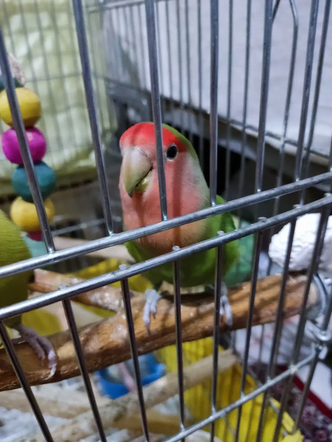 طوطی برزیلی|پرنده|کرج, حسن آباد|دیوار