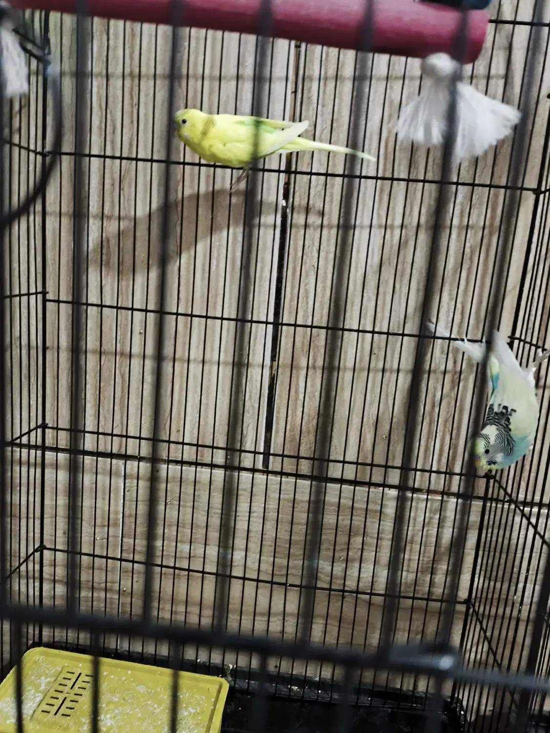 مرغ عشق تخم گزار|پرنده|سیرجان, |دیوار