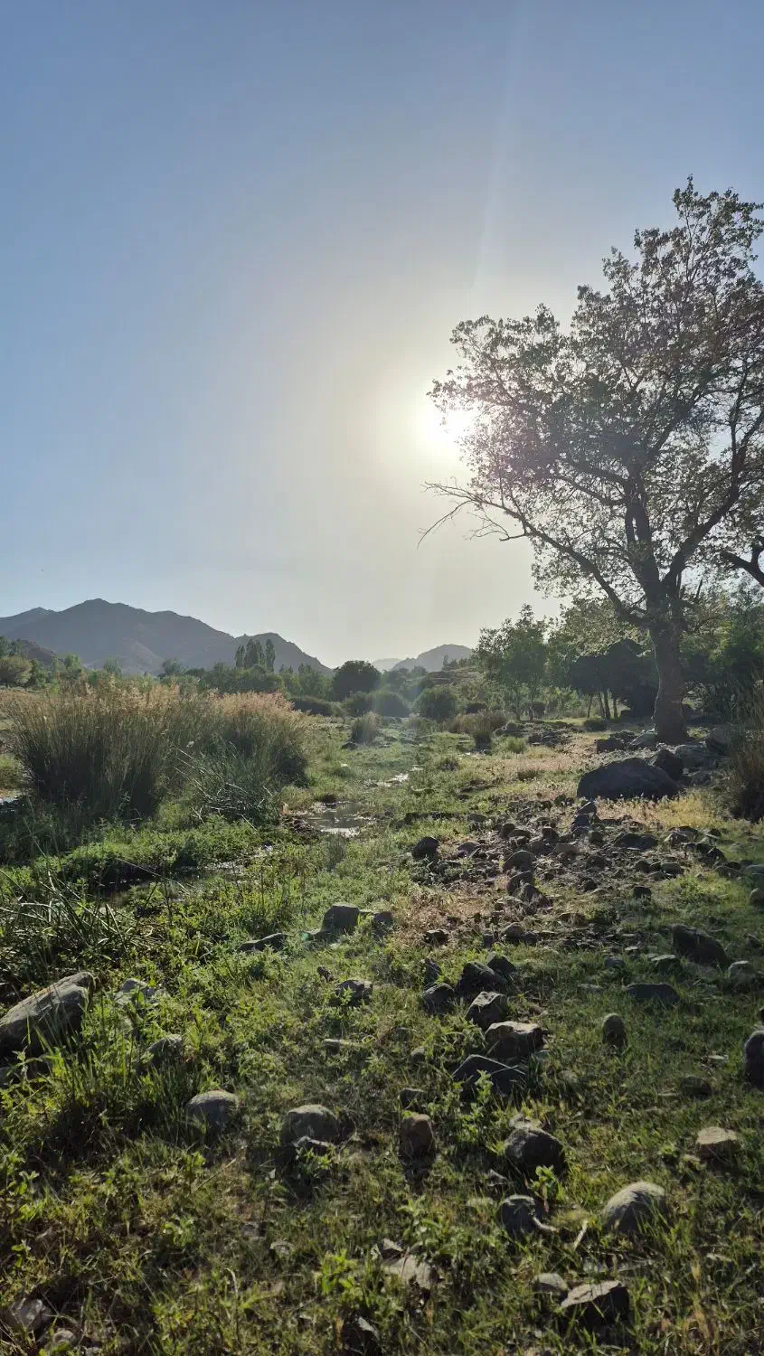 چوب شما را با بهترین قیمت خریدارم|خدمات باغبانی و درختکاری|جیرفت, |دیوار