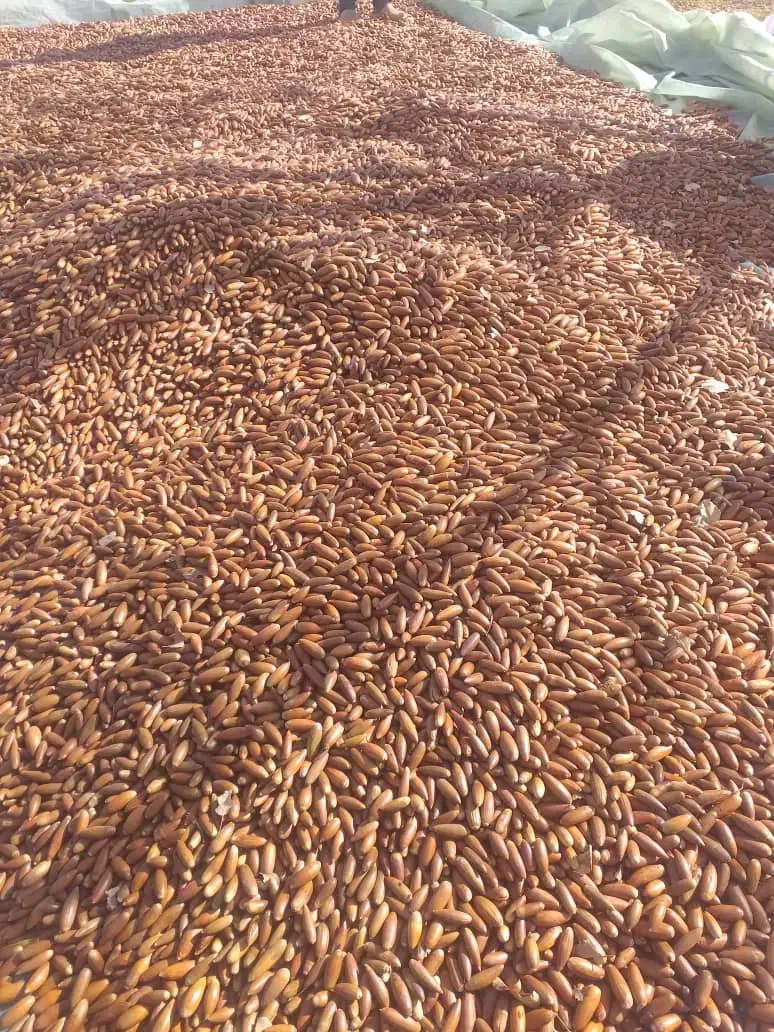 بلوط تازه|خوردنی و آشامیدنی|یاسوج, |دیوار