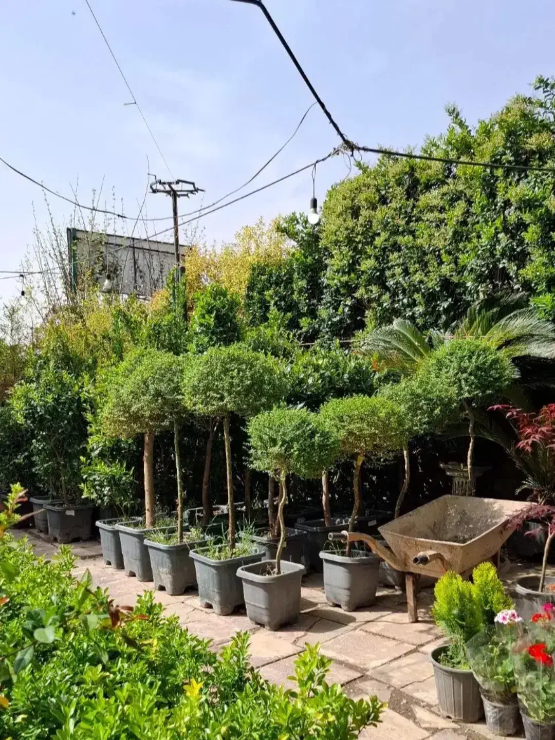 خدمات باغبانی باغچه کاری سمپاشی هرس کاری کاشت|خدمات باغبانی و درختکاری|تهران, نیروی هوایی (پیروزی)|دیوار