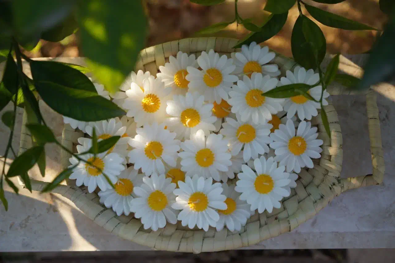 شمع گل بابونه شناور در آب|صنایع دستی و سایر لوازم تزئینی|اردکان, |دیوار