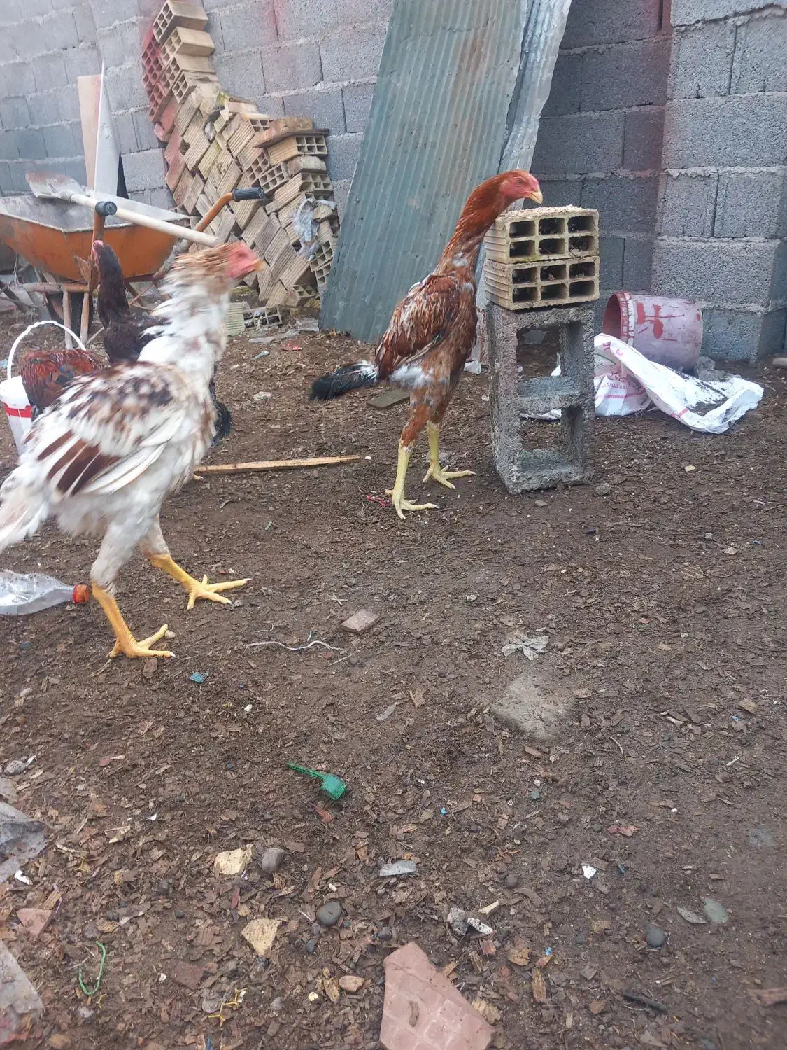 خروس لاری|حیوانات مزرعه|رشت, پیرکلاچای|دیوار