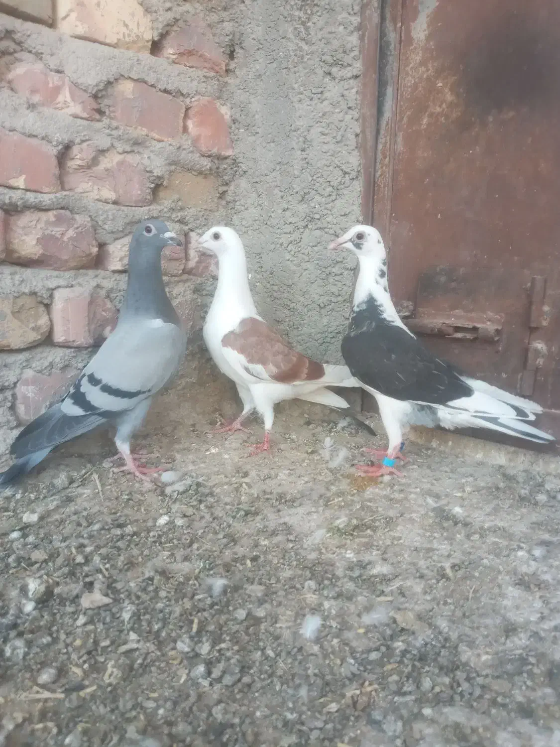 ۳تامجسمه|مجسمه، تندیس، ماکت|زابل, |دیوار