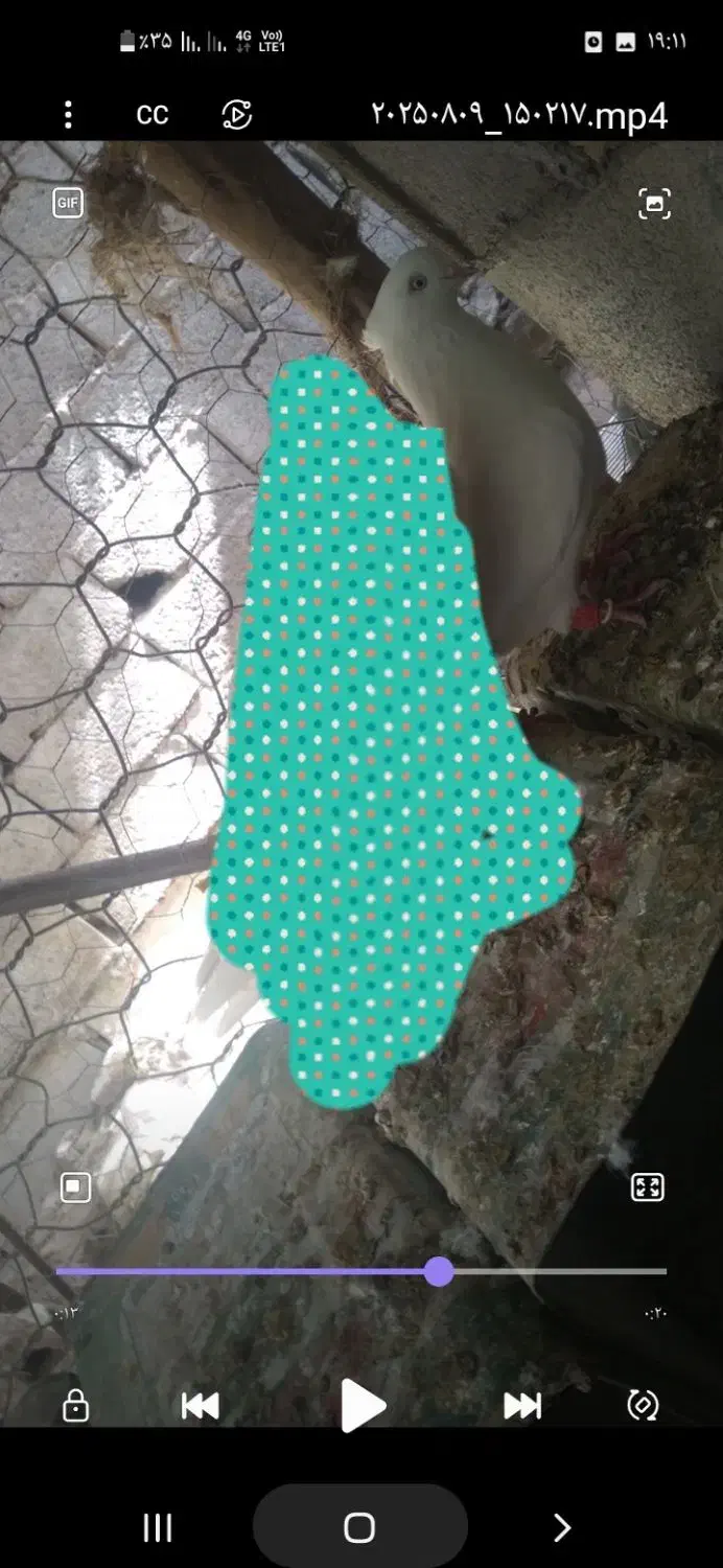 کبوتر|پرنده|بم, |دیوار