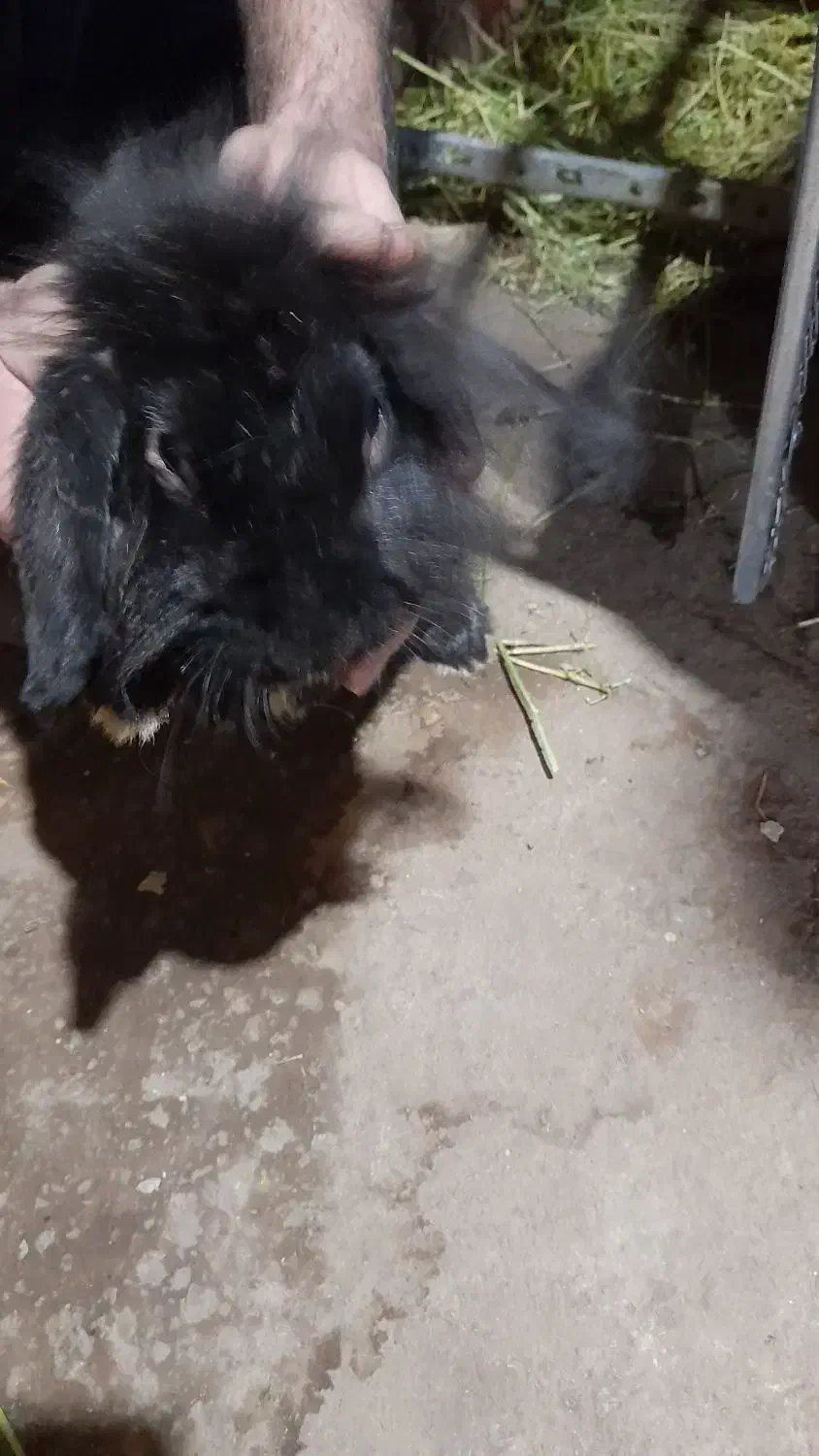 خرگوش|موش و خرگوش|ممقان, |دیوار