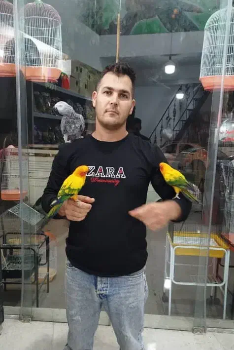 کاسکو خورشیدی گرینچیک در پرنده سرای ابوالفضل|پرنده|قائمشهر, |دیوار