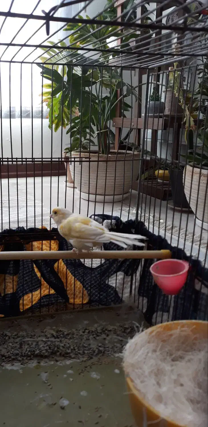 قناری ماده آماده و تخم گذار|پرنده|شیراز, میانرود|دیوار