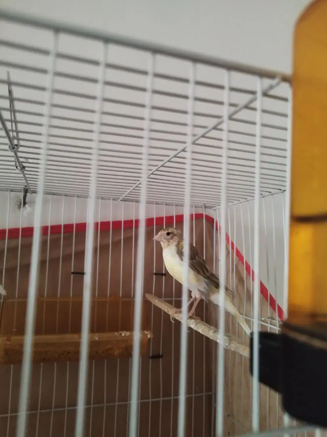 قناری|پرنده|چناران, |دیوار