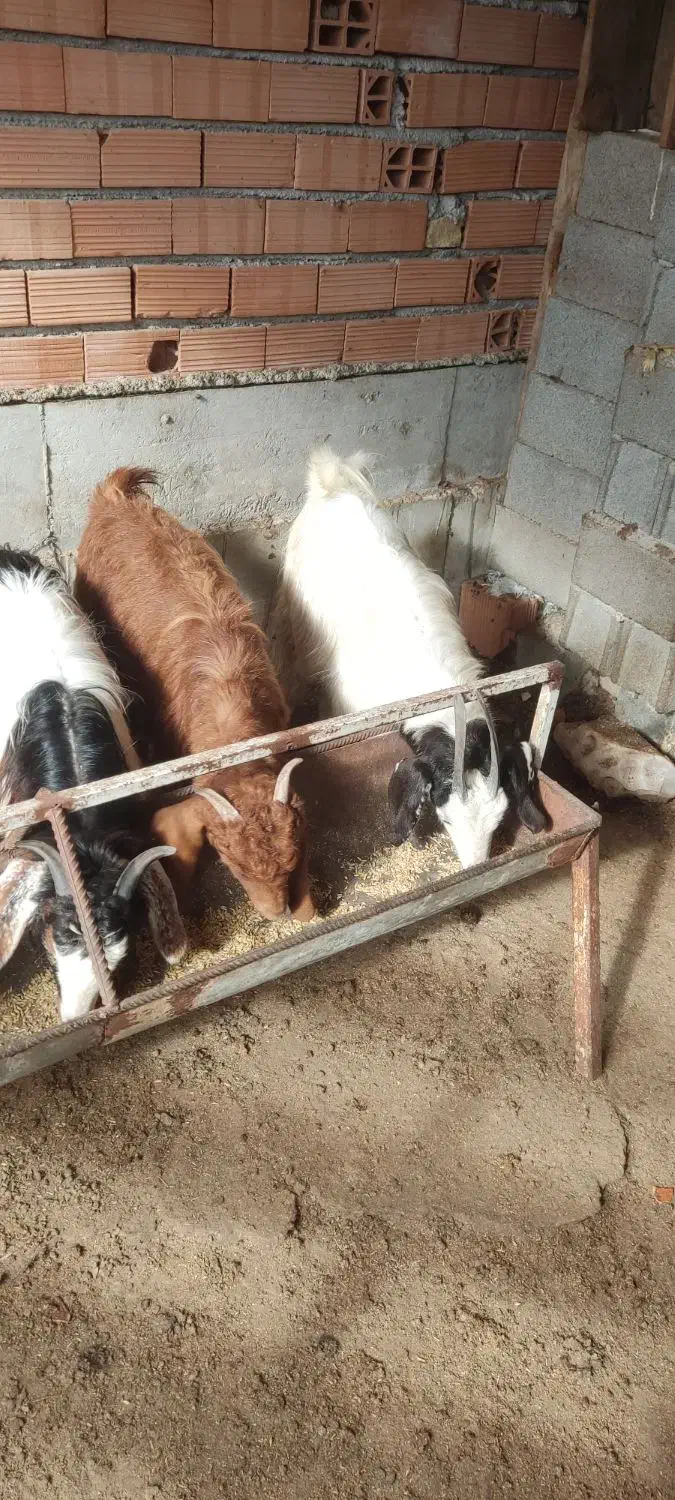 بزغاله|حیوانات مزرعه|سیمین شهر, |دیوار