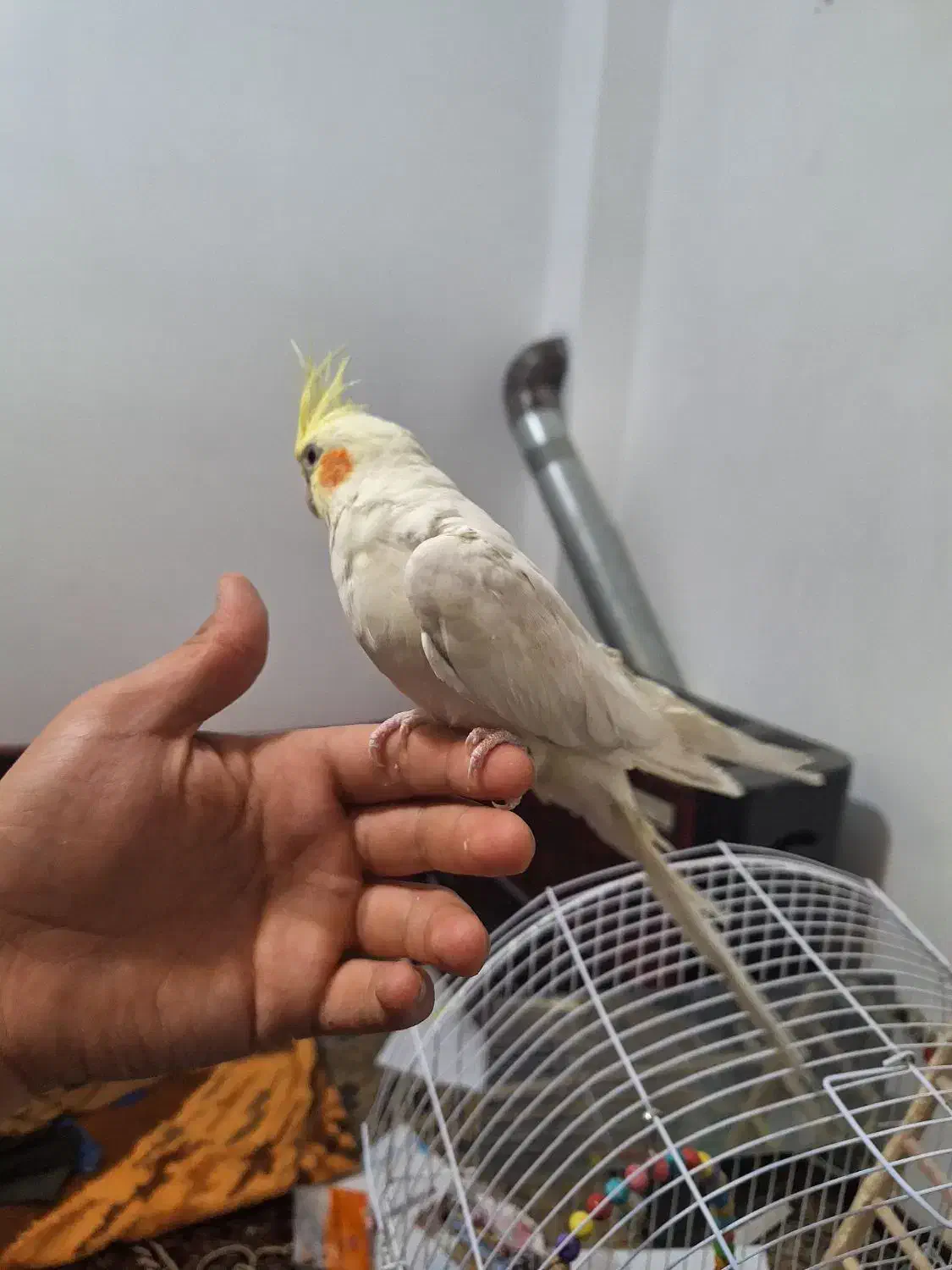 عروس هلندی نر|پرنده|مشهد, چهنو|دیوار