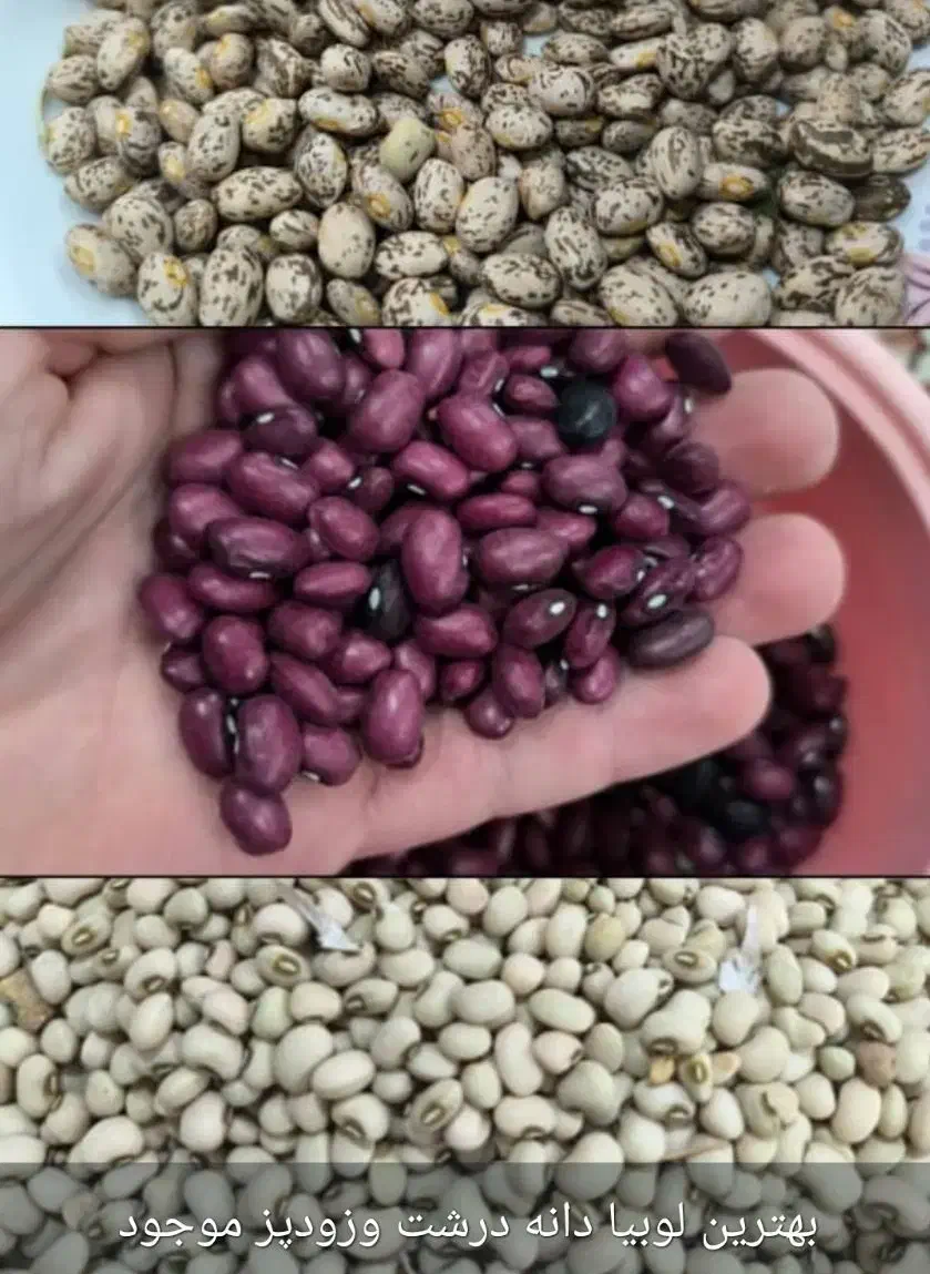 لوبیا چیتی،لوبیاقرمز|خوردنی و آشامیدنی|دره شهر, |دیوار