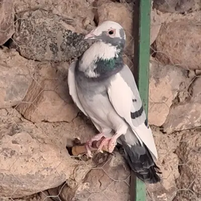 کفتر|پرنده|مود, |دیوار