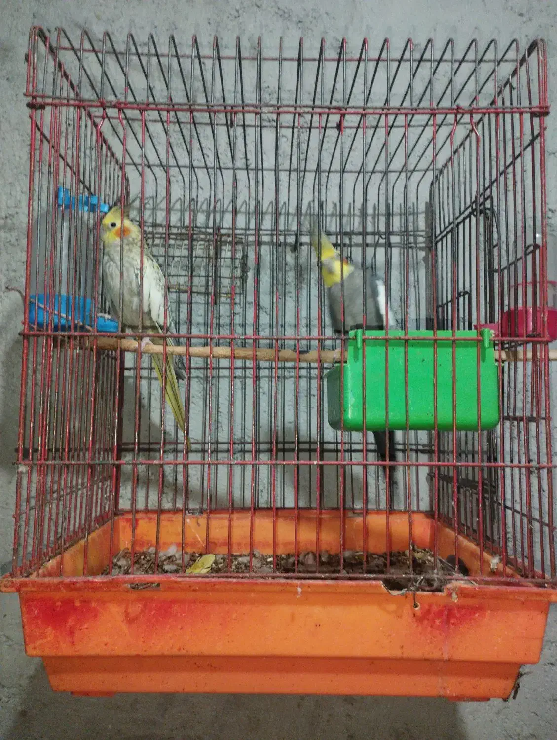 عروس هلندی|پرنده|میناب, |دیوار