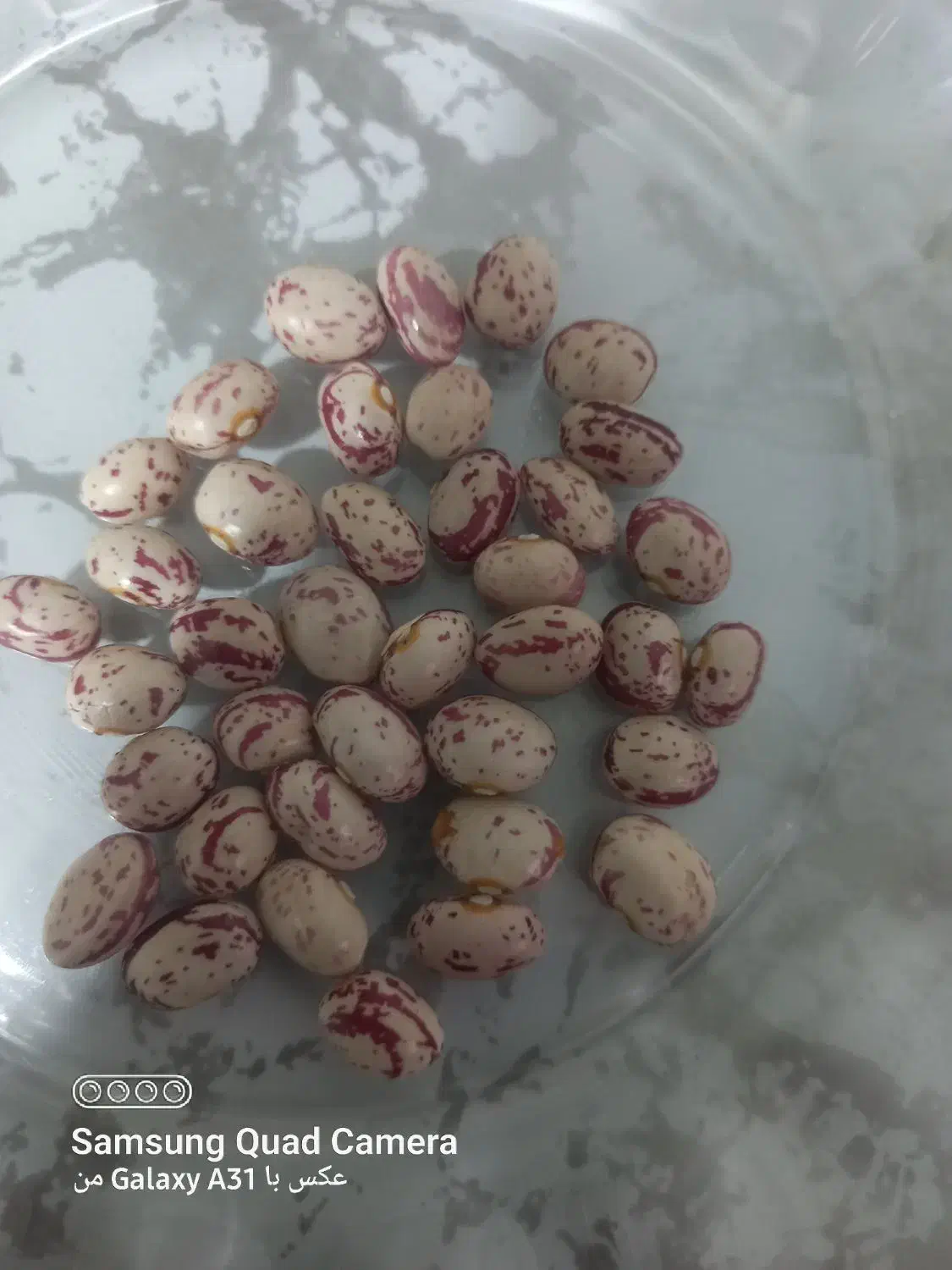 لوبیا چیتی|خوردنی و آشامیدنی|داران, |دیوار