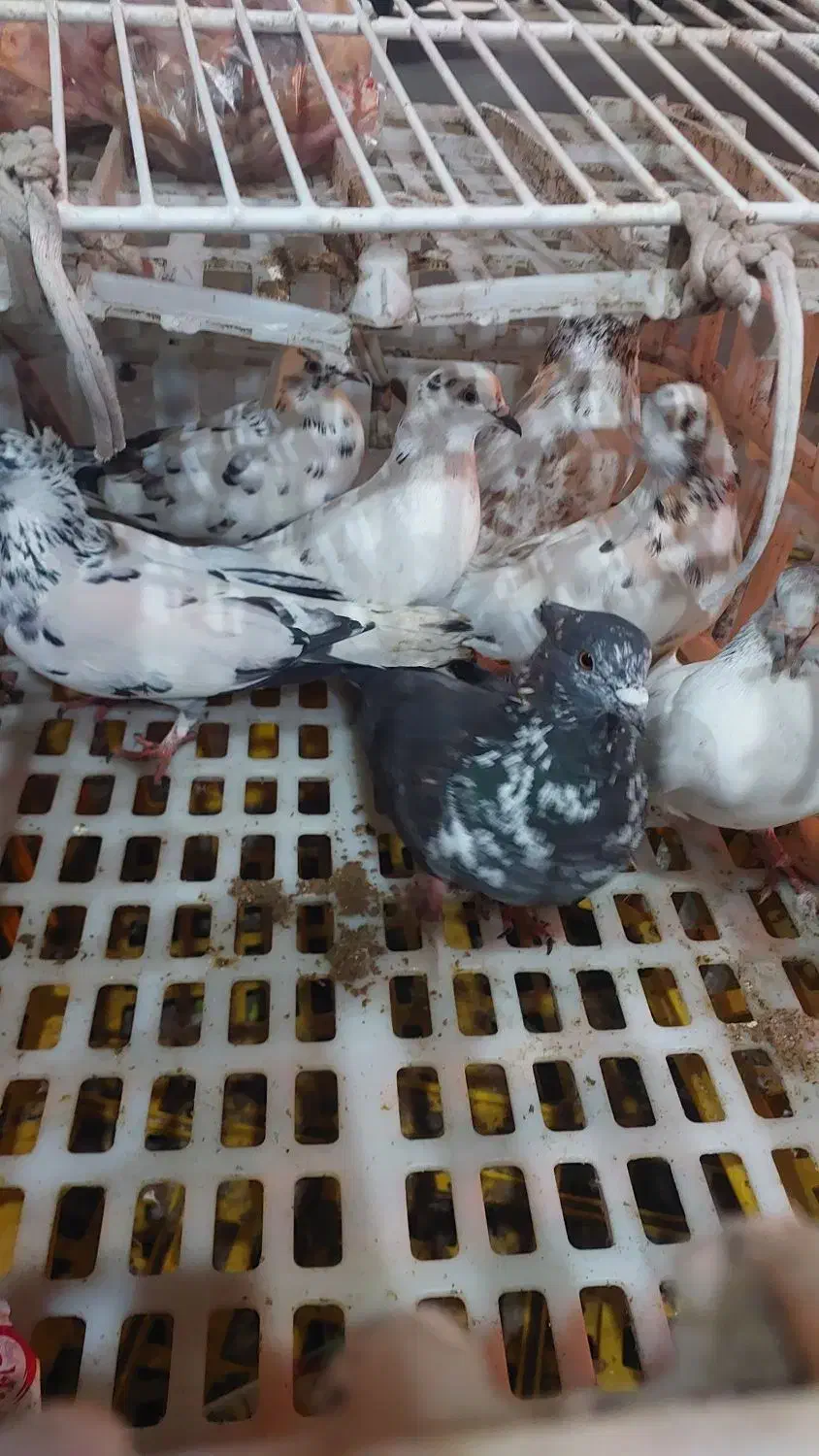 کبوتر برای فروش|پرنده|لشت نشا, |دیوار