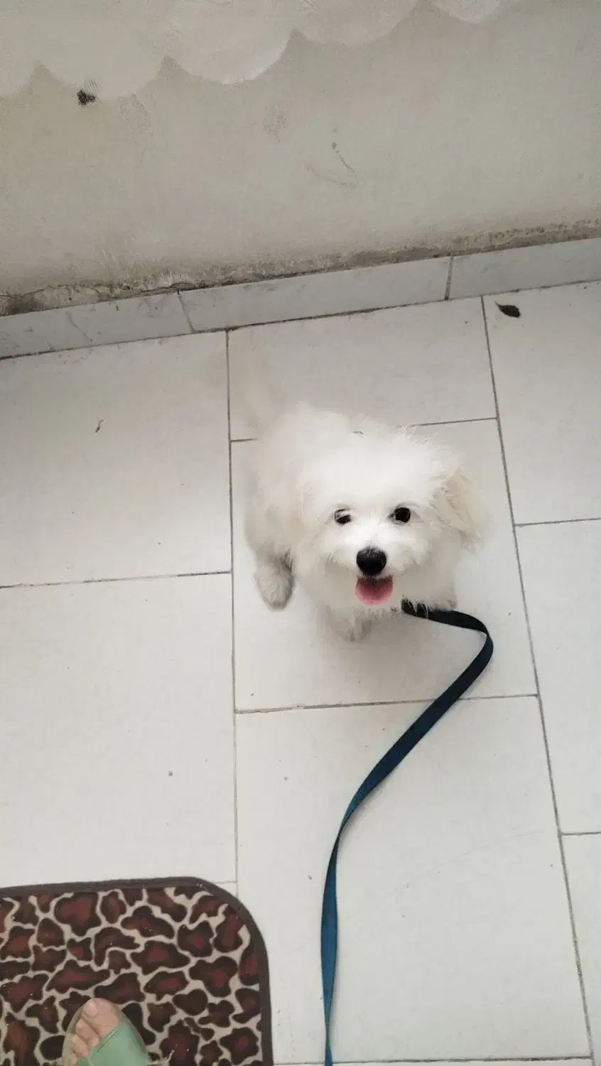 سگ شیتزو|سگ|گرگان, |دیوار