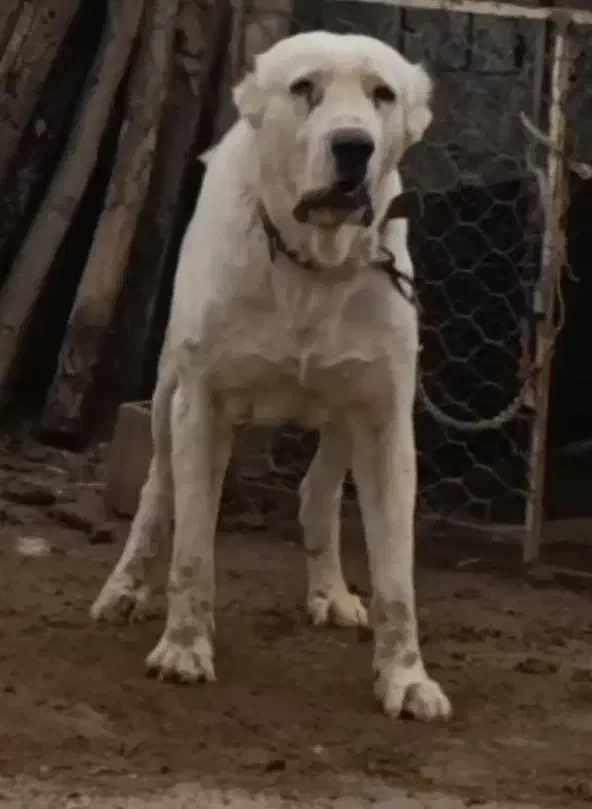 سگ آلابای. خراسانی|سگ|تهران, جوادیه|دیوار