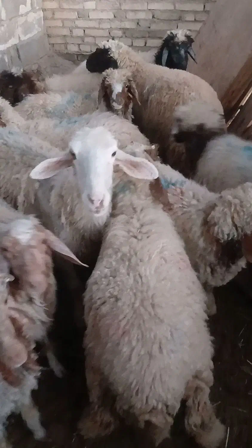 بره|حیوانات مزرعه|شوش, |دیوار