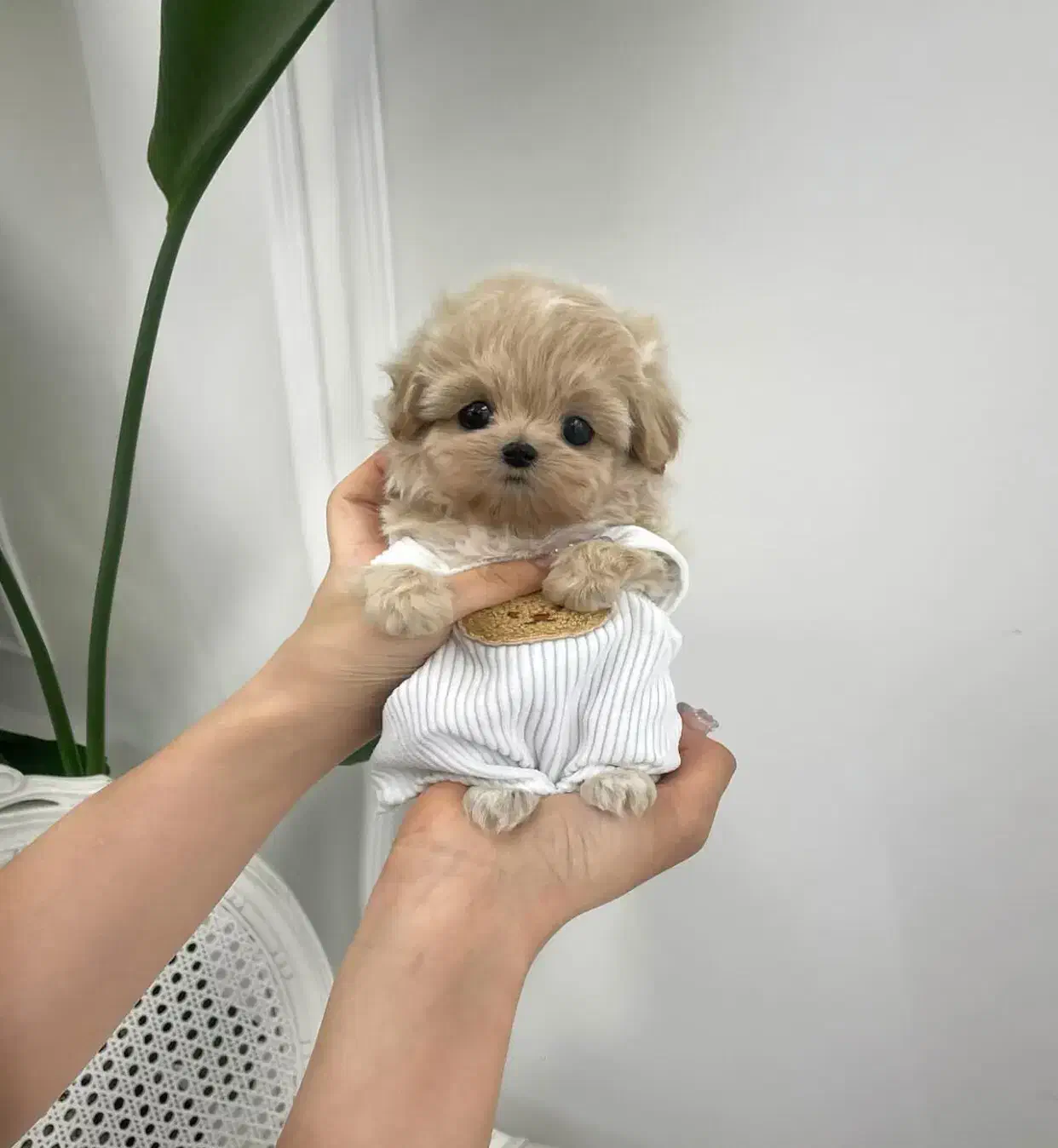 پودل عروسکی|سگ|تهران, سردارجنگل|دیوار