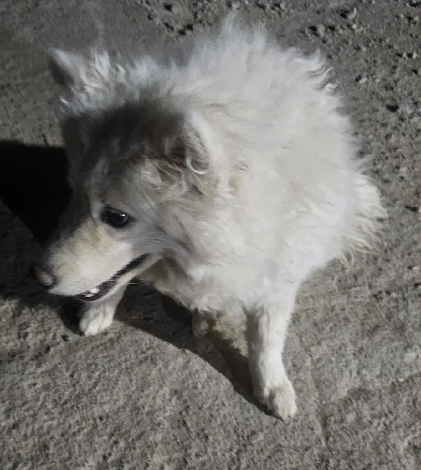 سگ سامویید قیمت توافقی|سگ|یزد, |دیوار