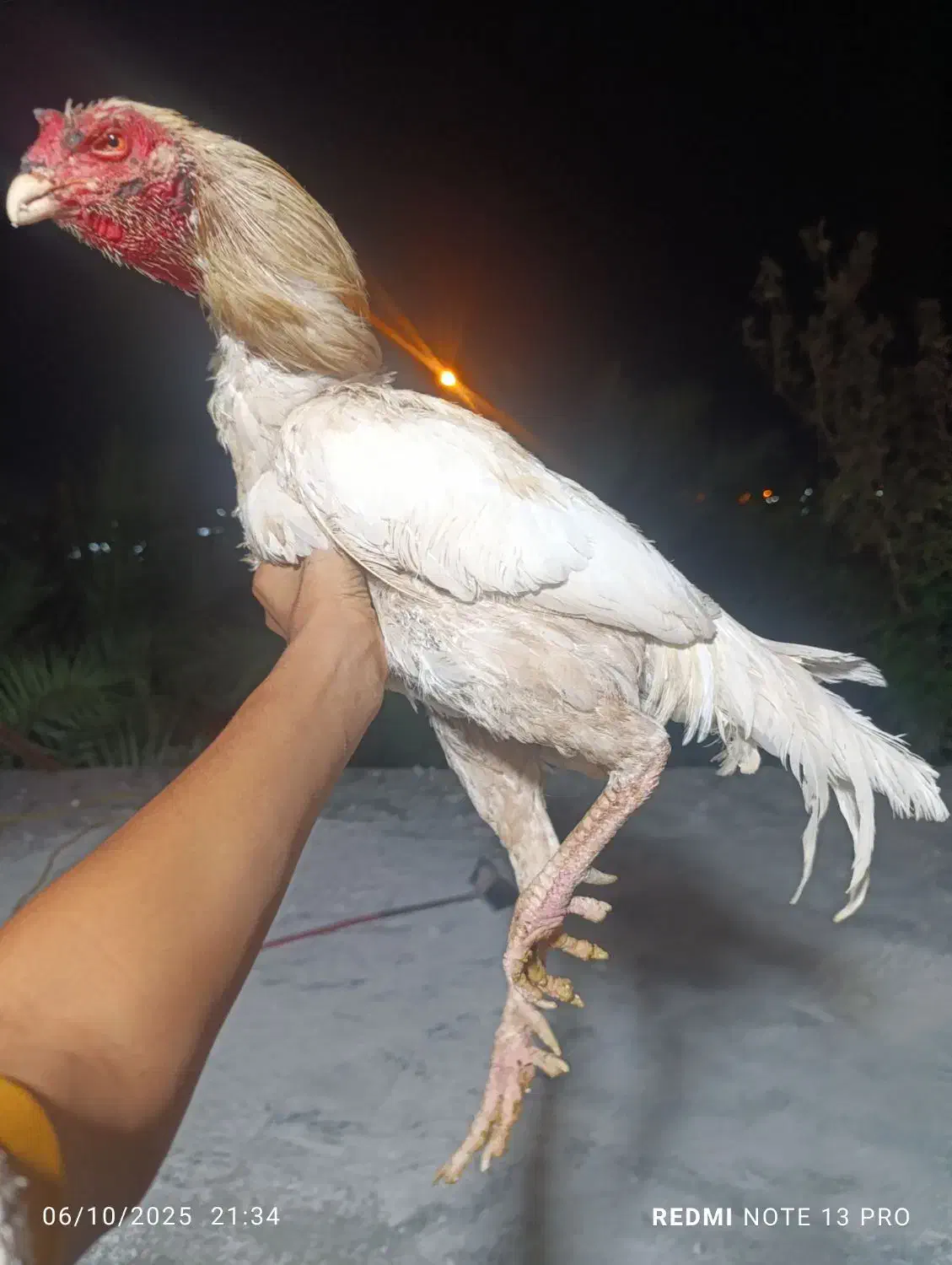 خروس لاری سفید|حیوانات|بم, |دیوار