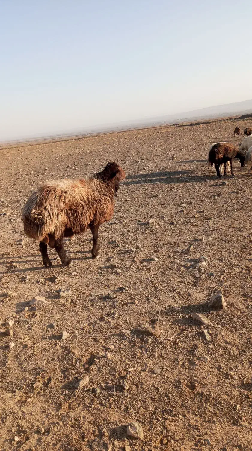 ۷۵۰۰۰۰۰۰|حیوانات مزرعه|سبزوار, رباط|دیوار