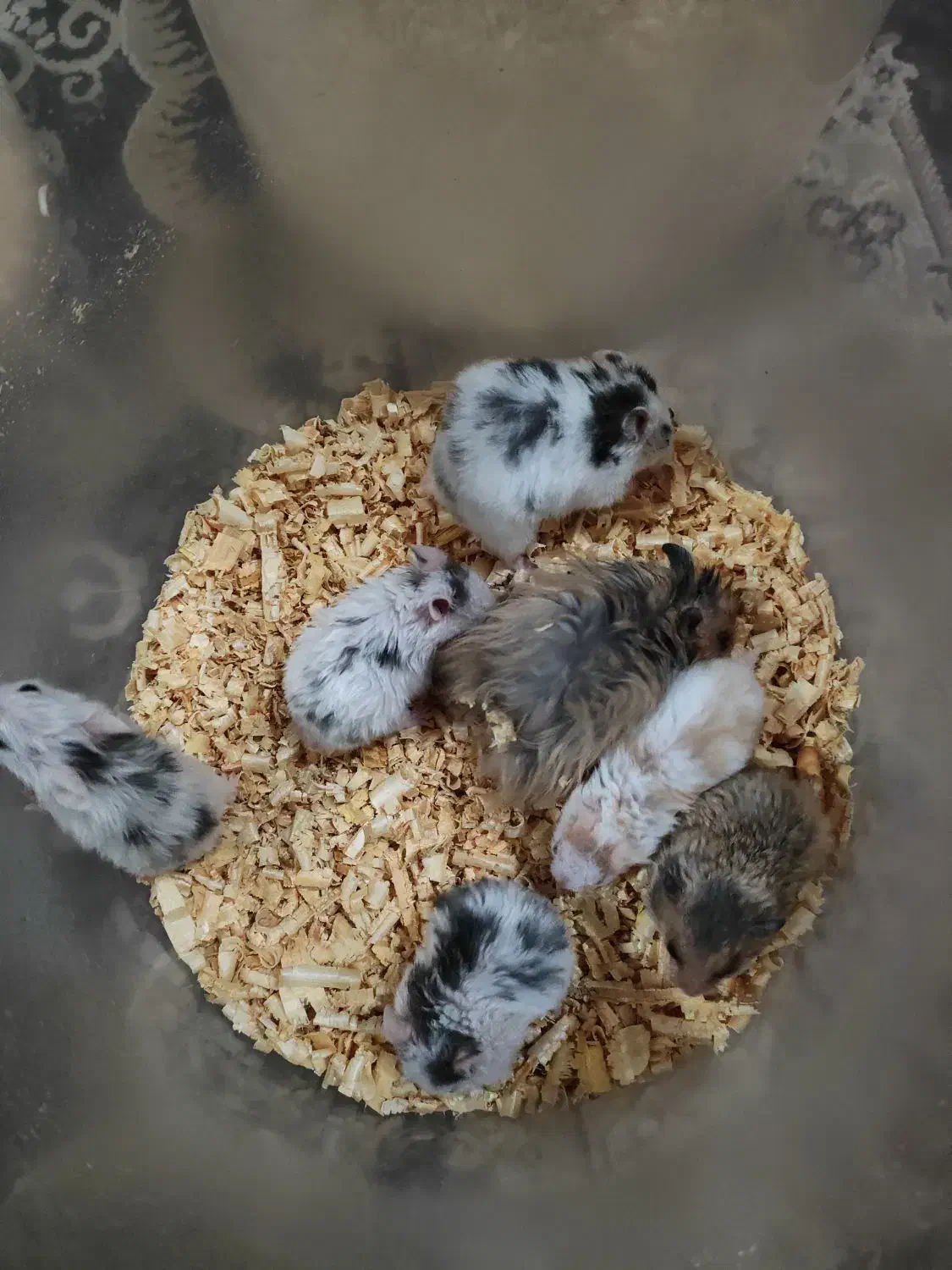 همستر|موش و خرگوش|اهواز, سپیدار|دیوار