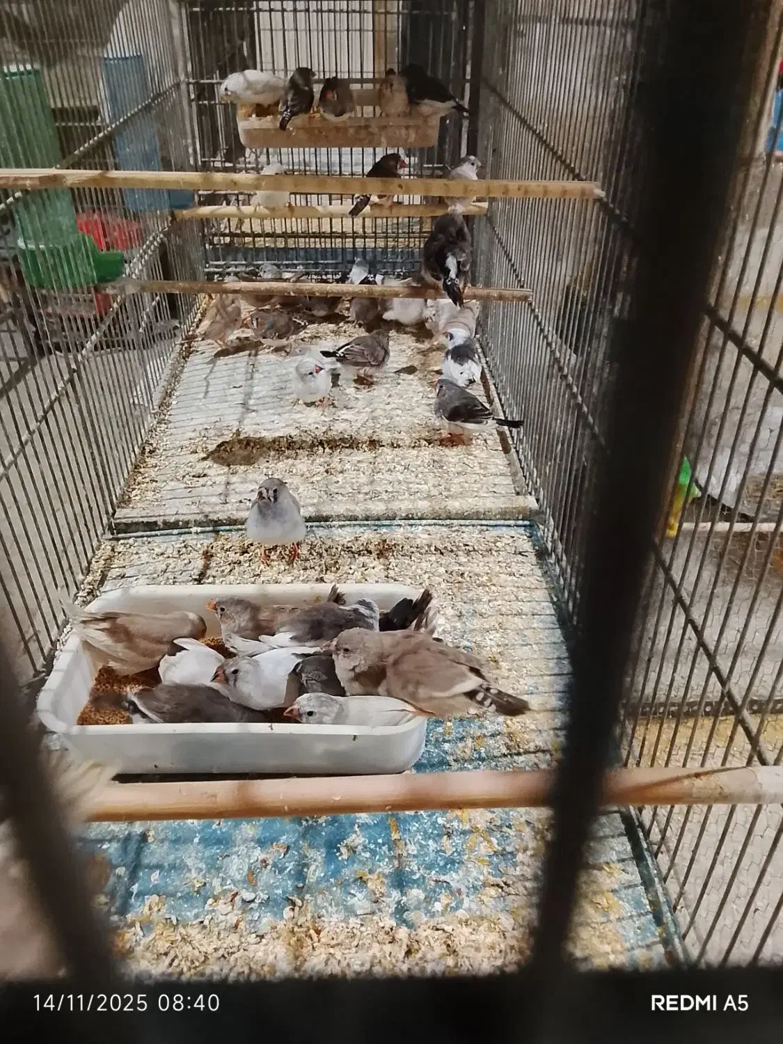 فنچ نوک دورنگ|پرنده|کهریزک, |دیوار