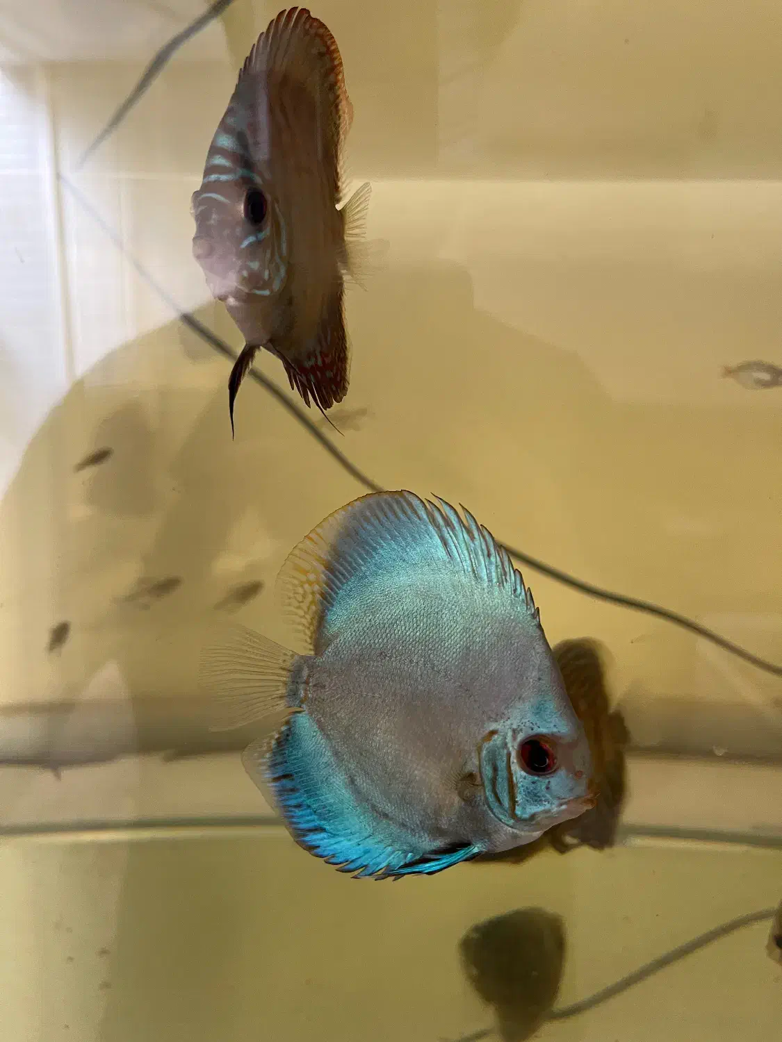 ماهی|ماهی|سیرجان, |دیوار