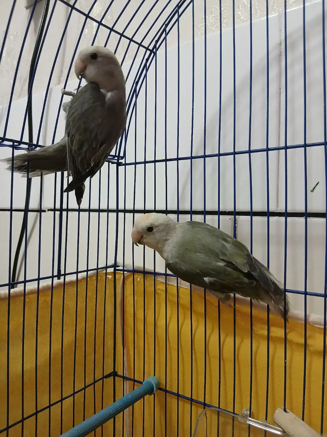 کوتوله دستی|پرنده|مبارکه, |دیوار