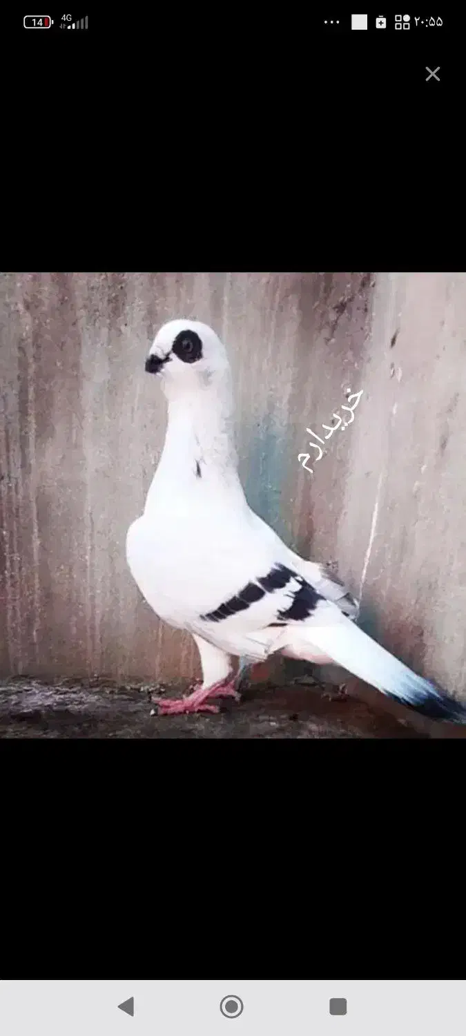 شامی کاغذی چشم سرمه|پرنده|لیلان, |دیوار