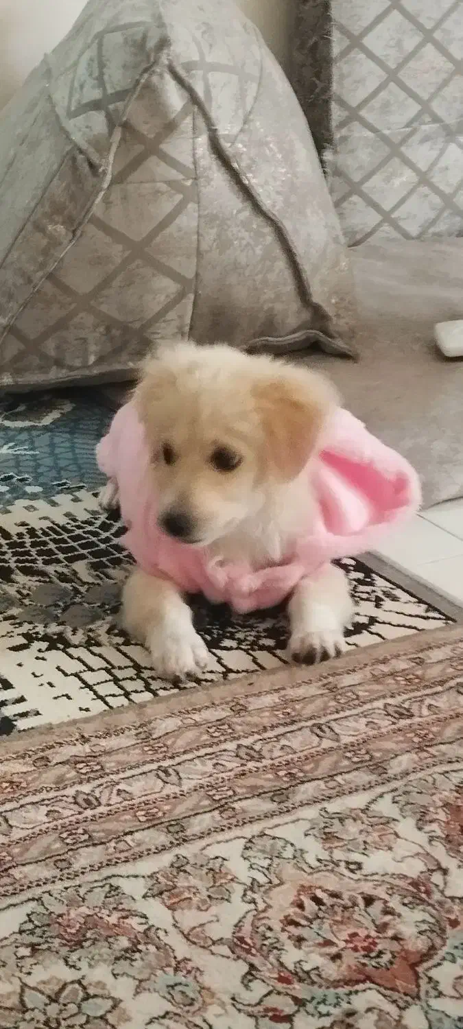 میکس|سگ|گلبهار, شهر جدید گلبهار|دیوار