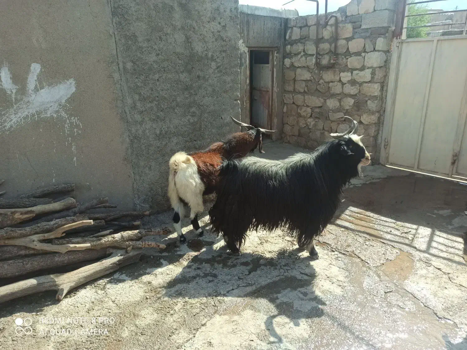 دوعددنربزجوان|حیوانات مزرعه|پلدختر, |دیوار