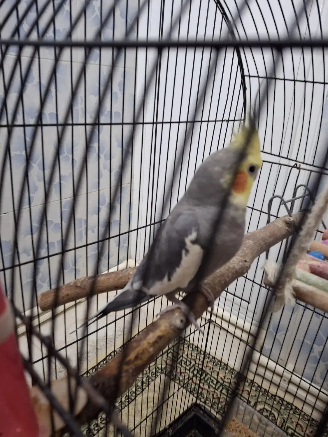 عروس هلندی|پرنده|پلدشت, |دیوار