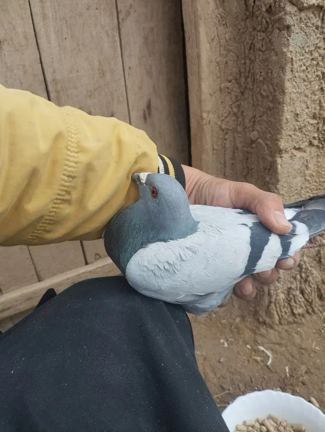 پلاکی مسافتی|پرنده|ملکان, |دیوار