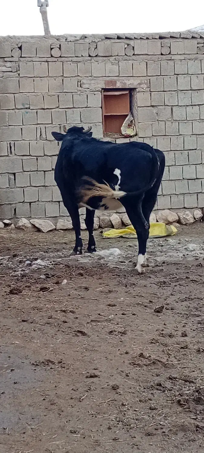 گاومحلیجوان|حیوانات مزرعه|انزل, |دیوار