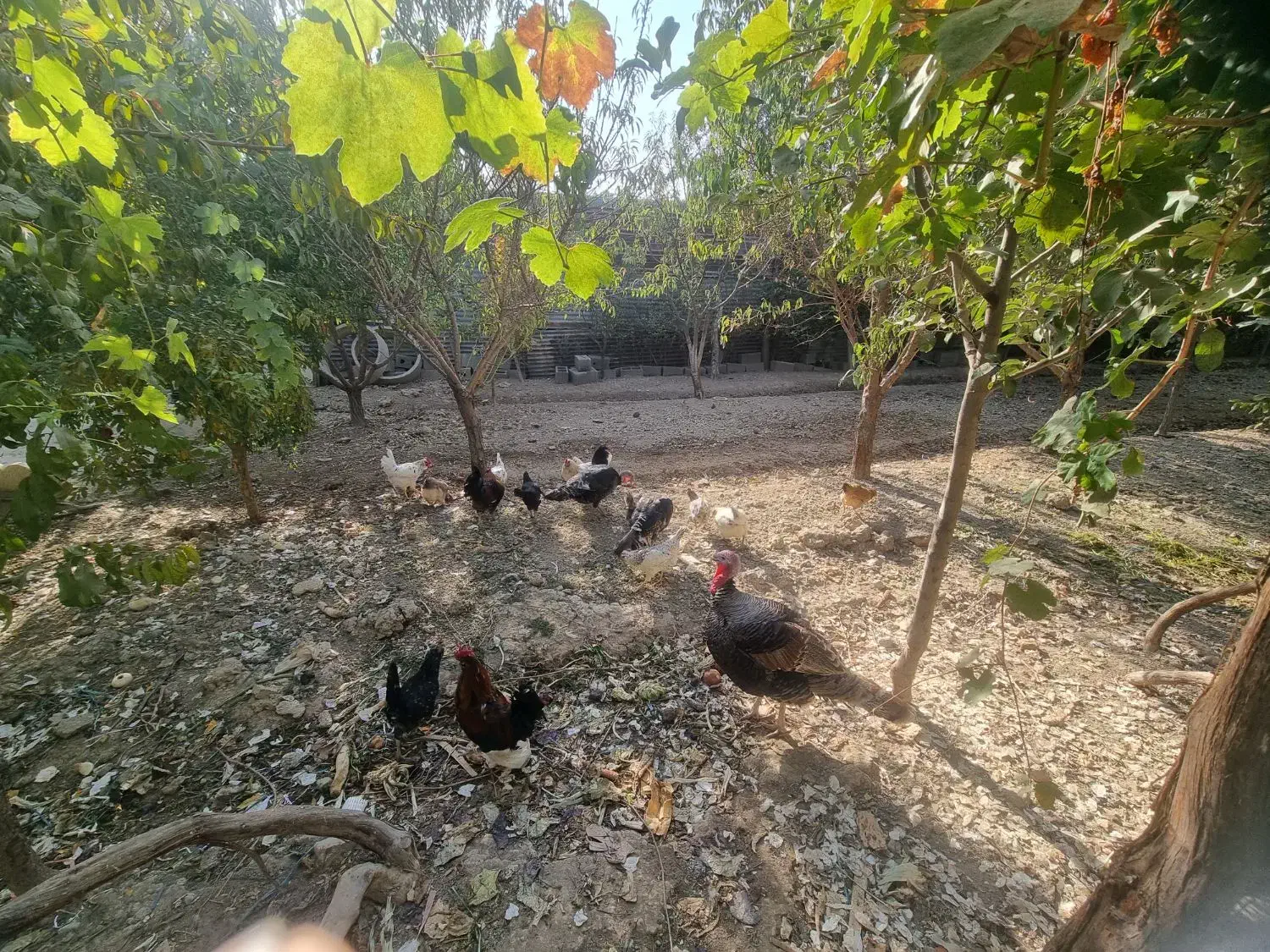 بوقلمون|حیوانات مزرعه|آفتاب, |دیوار