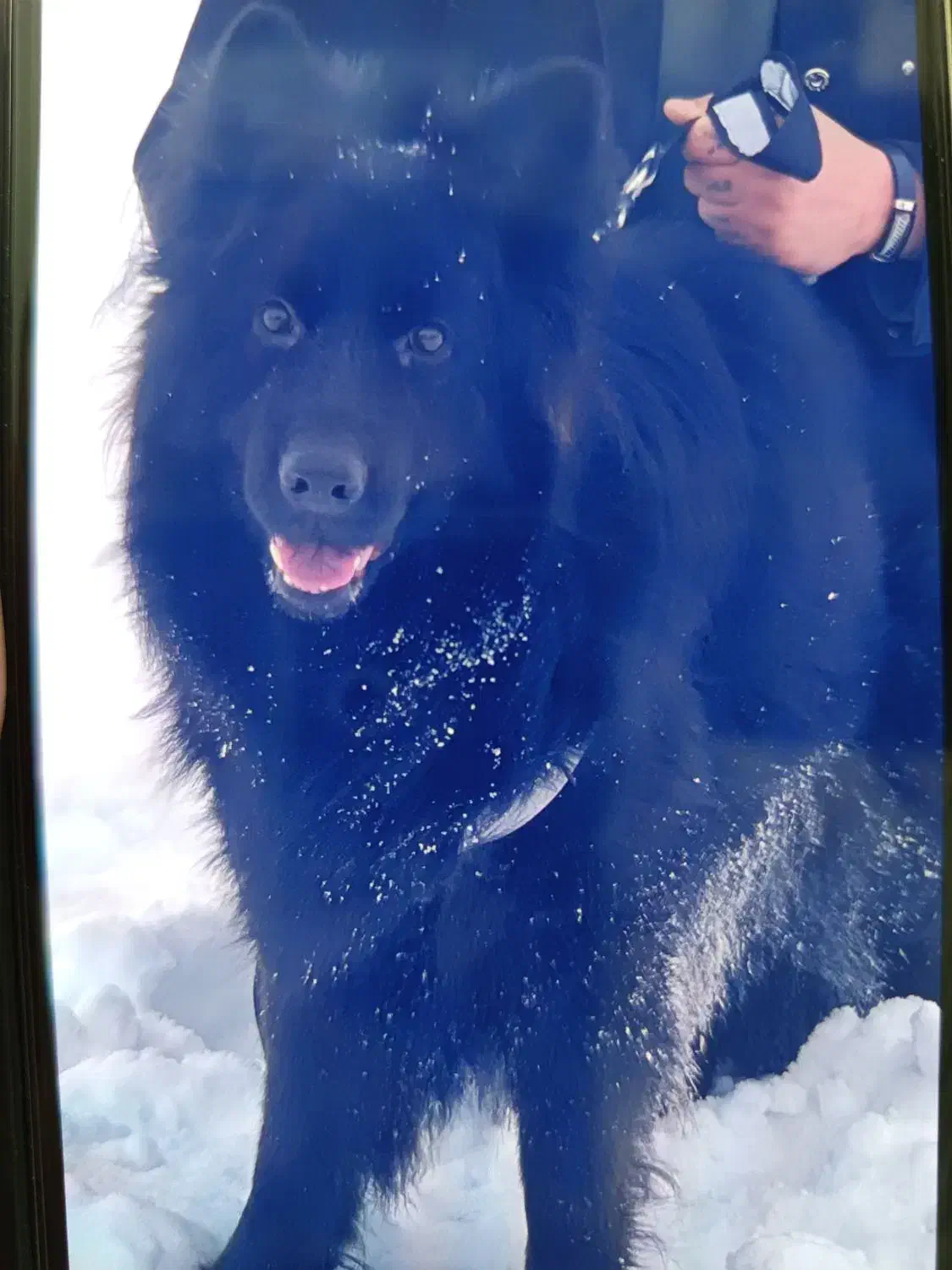 ژرمن|سگ|ماکو, |دیوار