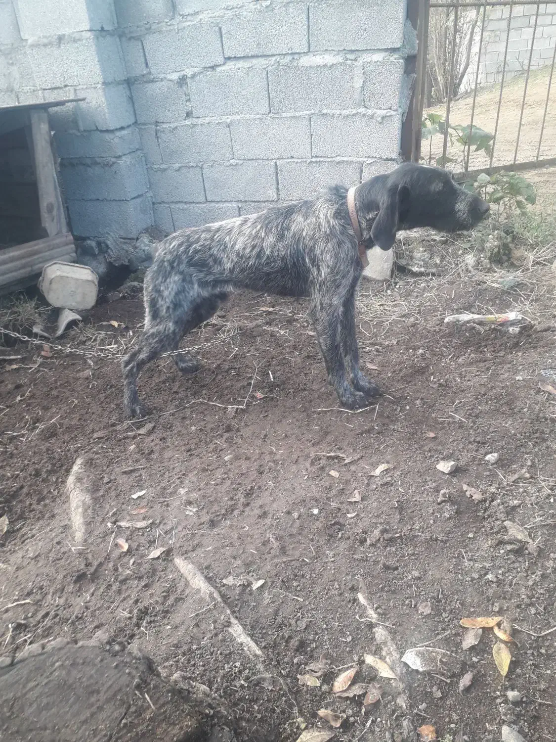 سگ شکاری|سگ|تالش, جوکندان|دیوار