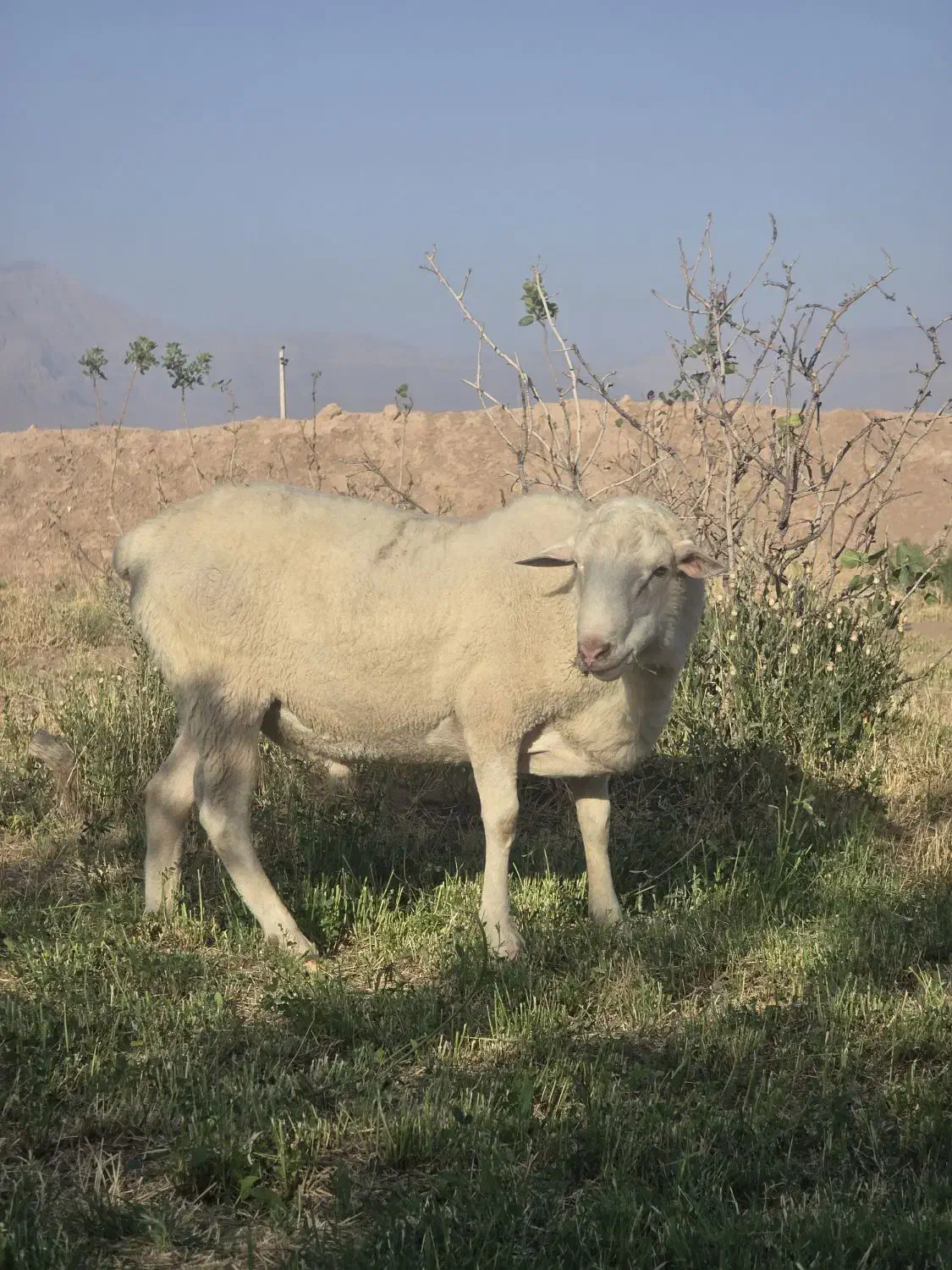 گوسفند نری آلپاین بره قوچ چینی لاکن رومن|حیوانات مزرعه|کرمان, |دیوار